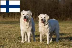 Read more about the article Slovensky Cuvac criadores e cachorros na Finlândia