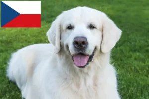 Read more about the article Slovensky Cuvac criadores e cachorros na República Checa