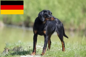 Read more about the article Slovenský kopov criadores e cachorros na Alemanha