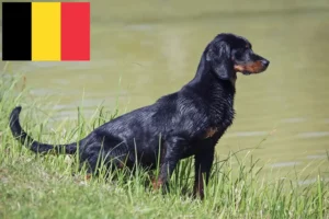 Read more about the article Slovenský kopov criadores e cachorros na Bélgica