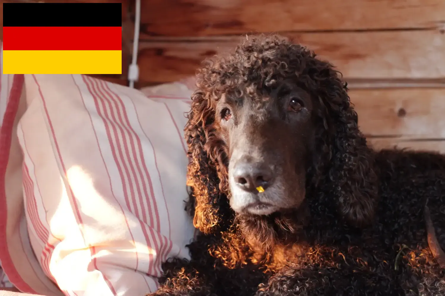 Read more about the article Criadores de Irish Water Spaniel e cachorros na Alemanha