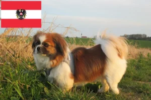 Read more about the article Criadores de Tibetan Spaniel e cachorros na Áustria