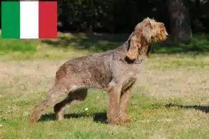 Read more about the article Spinone Italiano criadores e cachorros em Itália