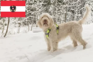 Read more about the article Criadores de Spinone Italiano e cachorros na Áustria