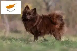 Read more about the article Criadores de Spitz e cachorros em Chipre