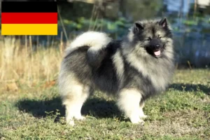 Read more about the article Criadores de Spitz e cachorros na Alemanha