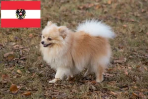 Read more about the article Criadores de Spitz e cachorros na Áustria