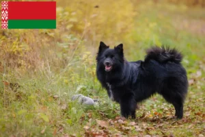 Read more about the article Criadores de Spitz e cachorros na Bielorrússia