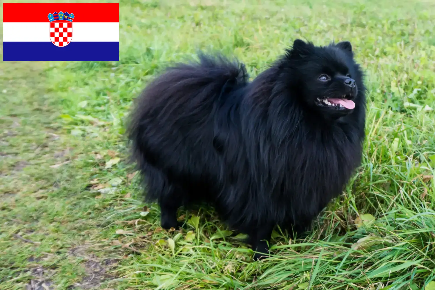 Spitz cachorros e criadores Croácia Aqui pode encontrar os melhores criadores na Croácia.