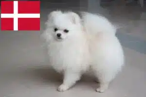 Read more about the article Criadores de Spitz e cachorros na Dinamarca