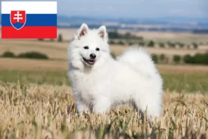 Read more about the article Criadores de Spitz e cachorros na Eslováquia