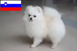Read more about the article Criadores de Spitz e cachorros na Eslovénia
