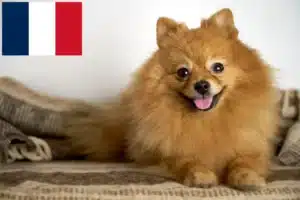 Read more about the article Criadores de Spitz e cachorros em França