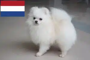 Read more about the article Criadores de Spitz e cachorros nos Países Baixos