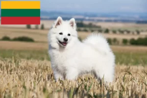 Read more about the article Criadores de Spitz e cachorros na Lituânia