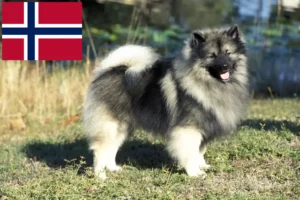 Read more about the article Criadores de Spitz e cachorros na Noruega