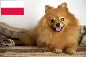 Read more about the article Criadores de Spitz e cachorros na Polónia