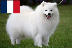 Read more about the article Criadores de Spitz e cachorros na Reunião