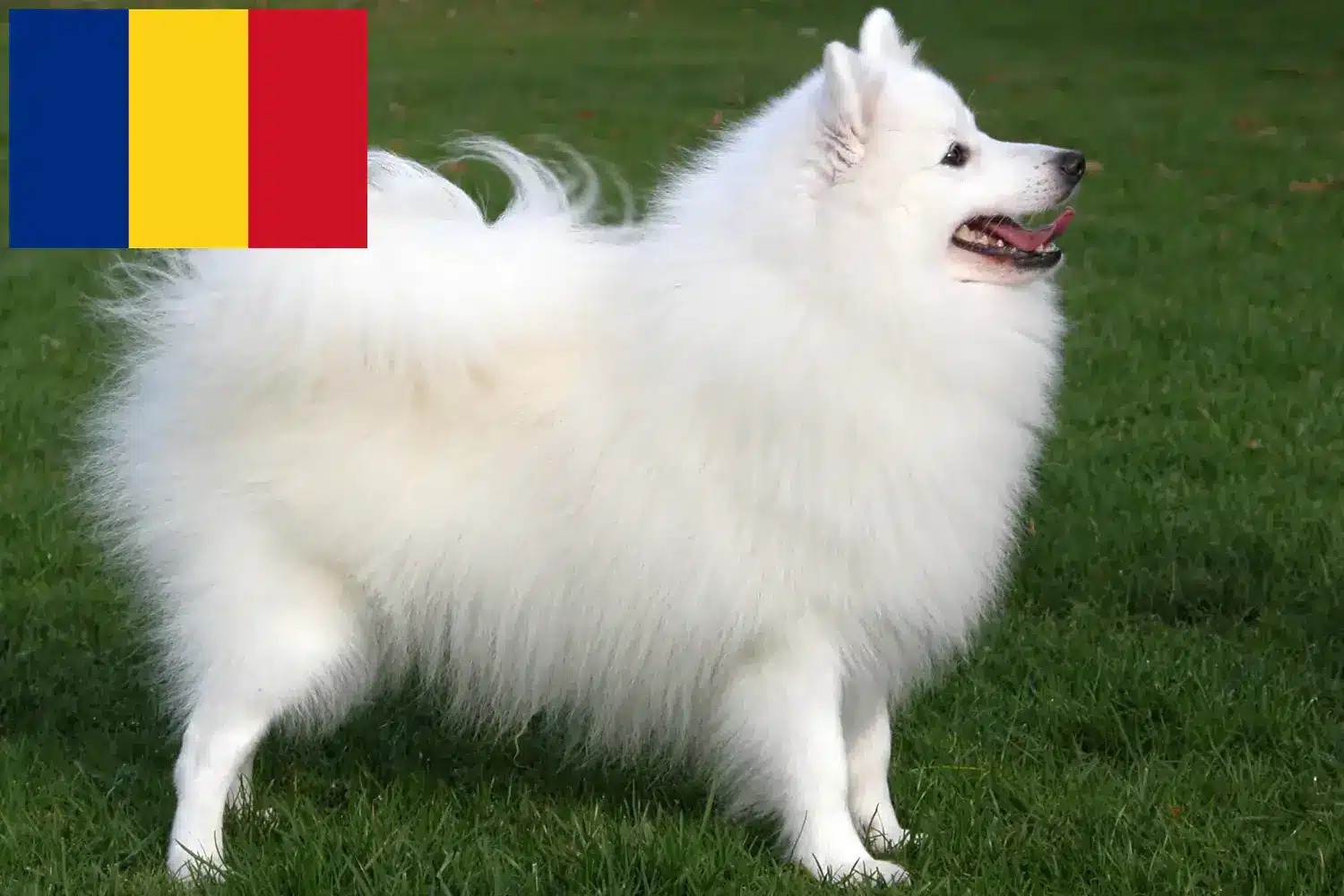 Spitz cachorros e criadores Roménia Aqui pode encontrar os melhores criadores da Roménia.