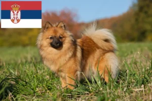 Read more about the article Criadores de Spitz e cachorros na Sérvia