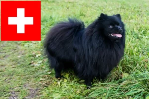 Read more about the article Criadores de Spitz e cachorros na Suíça