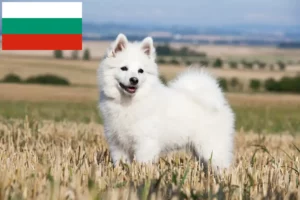 Read more about the article Criadores de Spitz e cachorros na Bulgária
