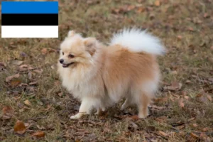 Read more about the article Criadores de Spitz e cachorros na Estónia