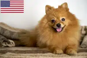 Read more about the article Criadores de Spitz e cachorros nos EUA
