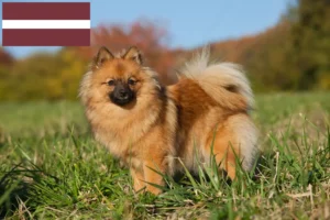 Read more about the article Criadores de Spitz e cachorros na Letónia