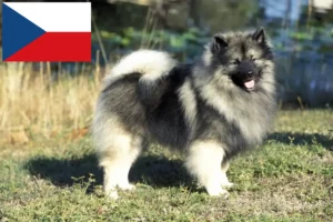 Read more about the article Criadores de Spitz e cachorros na República Checa