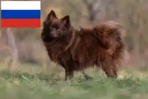 Read more about the article Criadores de Spitz e cachorros na Rússia