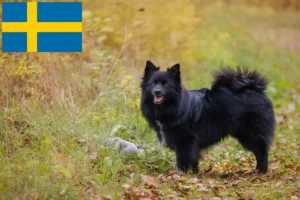Read more about the article Criadores de Spitz e cachorros na Suécia