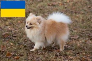 Read more about the article Criadores de Spitz e cachorros na Ucrânia