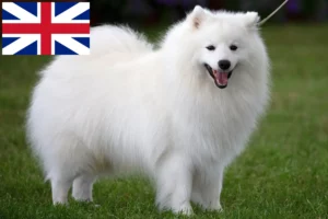 Read more about the article Criadores de Spitz e cachorros na Grã-Bretanha
