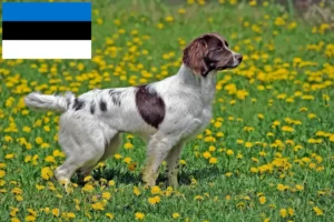 Read more about the article Criadores de Springer Spaniel Inglês e cachorros na Estónia