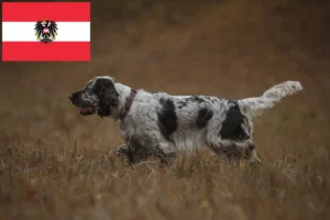 Read more about the article Criadores de Springer Spaniel Inglês e cachorros na Áustria