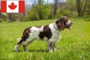 Read more about the article Criadores e cachorros de Springer Spaniel Inglês no Canadá