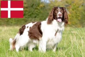 Read more about the article Criadores de Springer Spaniel inglês e cachorros na Dinamarca