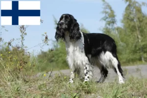 Read more about the article Criadores de Springer Spaniel Inglês e cachorros na Finlândia