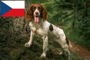 Read more about the article Criadores e cachorros de Springer Spaniel Inglês na República Checa