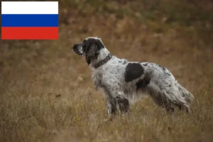Read more about the article Criadores e cachorros de Springer Spaniel Inglês na Rússia