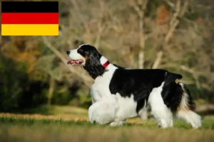 Read more about the article Criadores de Springer Spaniel inglês e cachorros na Alemanha