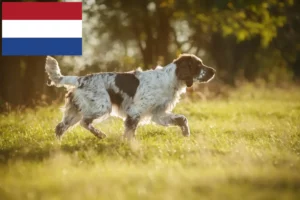 Read more about the article Criadores e cachorros de Springer Spaniel inglês nos Países Baixos