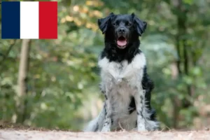 Read more about the article Criadores de Stabij e cachorros em França