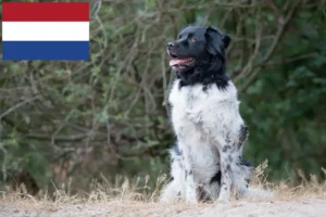 Read more about the article Criadores de Stabij e cachorros nos Países Baixos