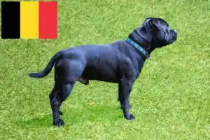 Read more about the article Criadores de Staffordshire Bull Terrier e cachorros na Bélgica