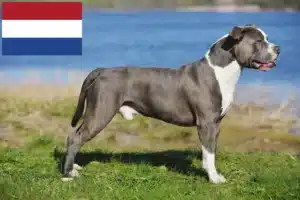 Read more about the article Criadores e cachorros de Staffordshire Bull Terrier nos Países Baixos