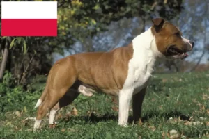 Read more about the article Criadores de Staffordshire Bull Terrier e cachorros na Polónia