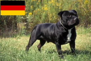 Read more about the article Criadores e cachorros de Staffordshire Bull Terrier na Alemanha