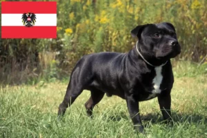 Read more about the article Criadores e cachorros de Staffordshire Bull Terrier na Áustria